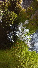 Anisotome lanuginosa
