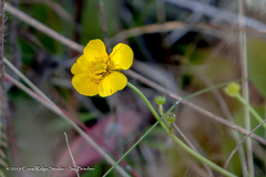 Ranunculus flammula filiformis