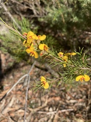Dillwynia elegans