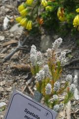 Spatalla mollis