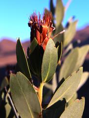 Protea subvestita