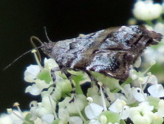 Choreutis diana