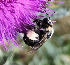 Melissodes desponsus