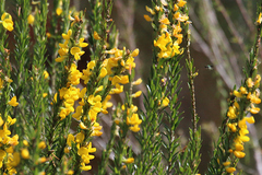 Aotus lanigera