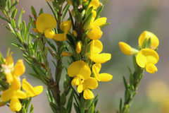 Aotus lanigera