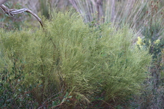 Choretrum glomeratum