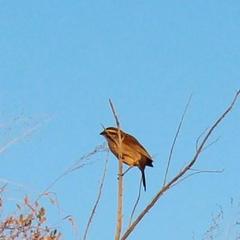 Emberiza capensis reidi