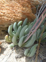 Curio talinoides