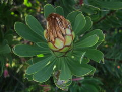 Protea lanceolata