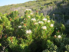 Protea lanceolata