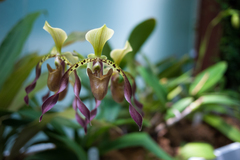 Paphiopedilum