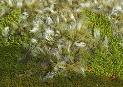 Anisotome imbricata imbricata