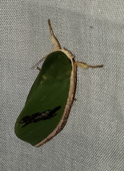 Moresa costalis