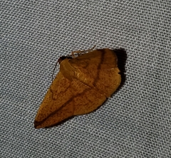 Striglina