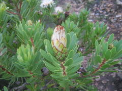Protea lanceolata