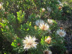 Protea lanceolata