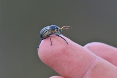 Psapharus ruficornis