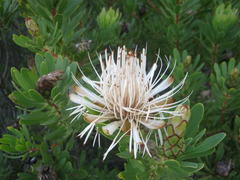 Protea lanceolata