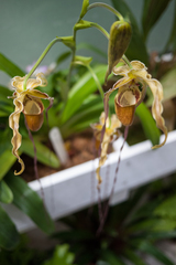 Phragmipedium