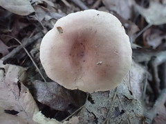 Hypomyces armeniacus