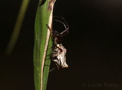 Micrathena nigrichelis