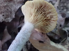 Hypomyces armeniacus