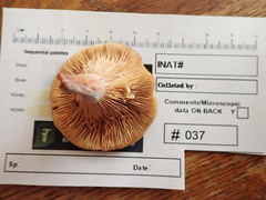Hypomyces armeniacus