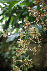 Grammatophyllum