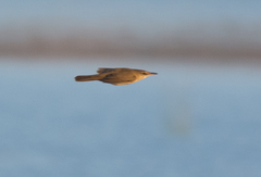 Acrocephalus stentoreus