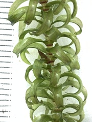Elodea nuttallii