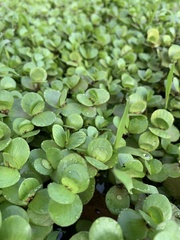 Bacopa repens image