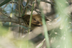 Acrocephalus stentoreus