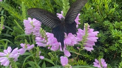 Papilio protenor
