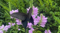 Papilio protenor