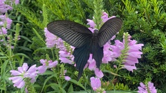 Papilio protenor