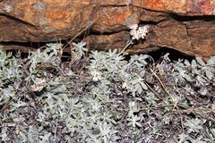 Helichrysum confertum