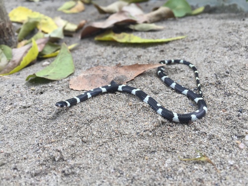 Photo of a Ringed Centipede Snake (Tantilla semicincta)