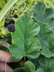 Dorstenia excentrica