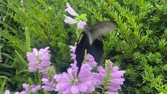 Papilio protenor