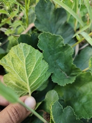 Dorstenia excentrica