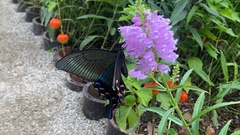 Papilio maackii