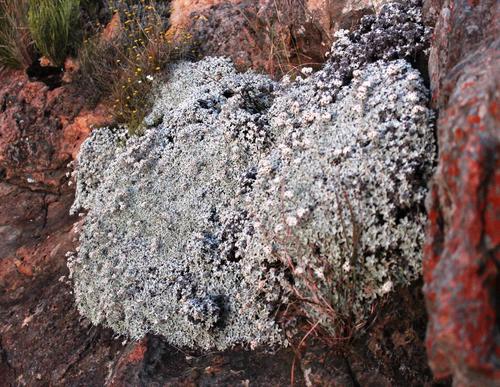 Helichrysum confertum, photograph 4