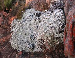 Helichrysum confertum
