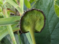 Dorstenia excentrica