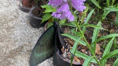 Papilio maackii