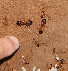 Camponotus cuneiscapus