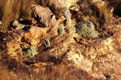 Helichrysum confertum