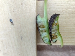 Dorstenia excentrica