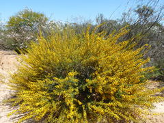 Acacia spathulifolia