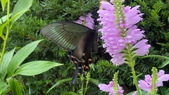 Papilio maackii
